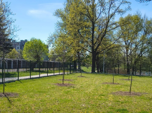 Mnóstwo nowych drzew na basenie